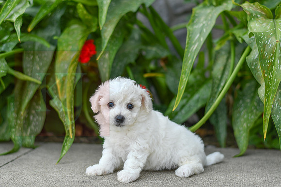 Parker_F_0585_Bichon-3