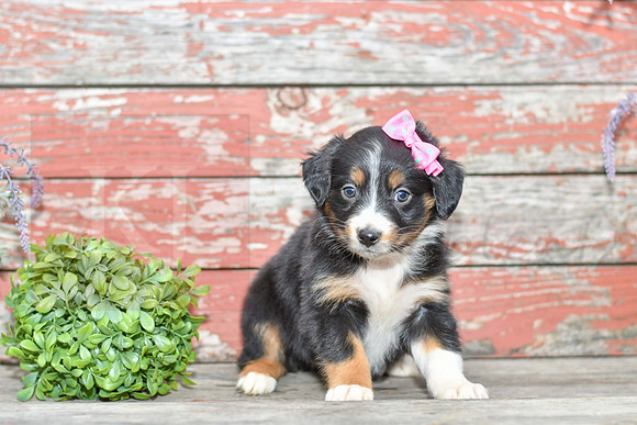 Eve_F_Australian Shepherd-4