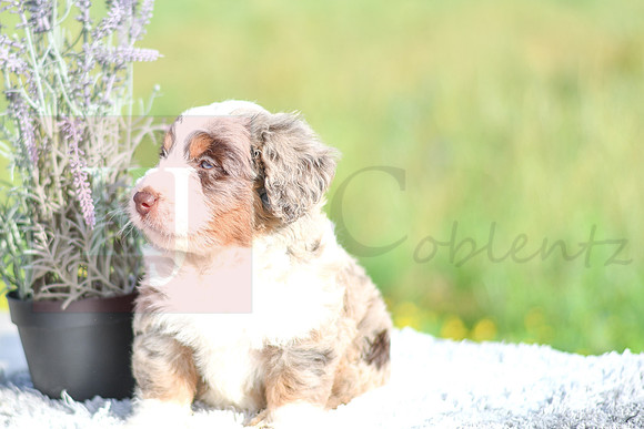 Marley_M_4914_Aussiedoodle-1211