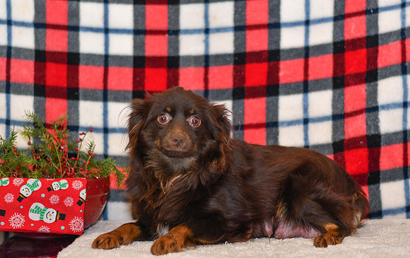 Carmel_F_15#_NSDR_Mini Aussie-6238