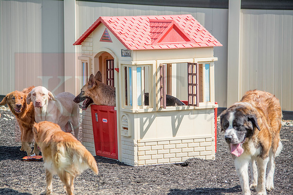 160916_QuailCreek Kennel_169
