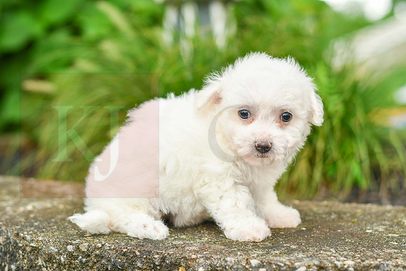 Riley_F_0582_Bichon-3