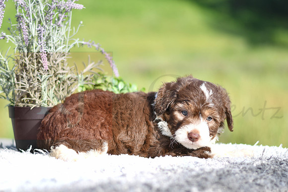 Mitch_M_4909_Aussiedoodle-1202