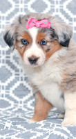 Gabriel_F_5780_Australian Shepherd-2