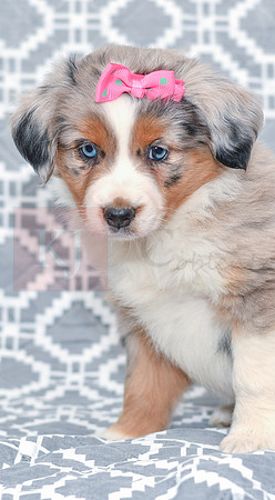Gabriel_F_5780_Australian Shepherd-2