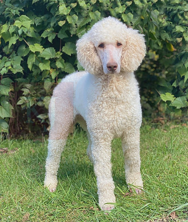 Charlie_M_AKC_Poodle_50#