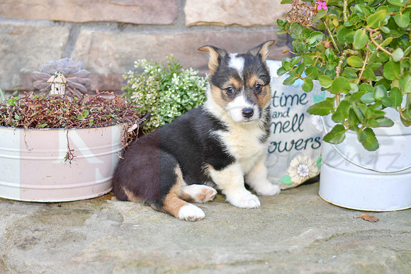 Kenzie_F_6896_Welsh Corgi-0754
