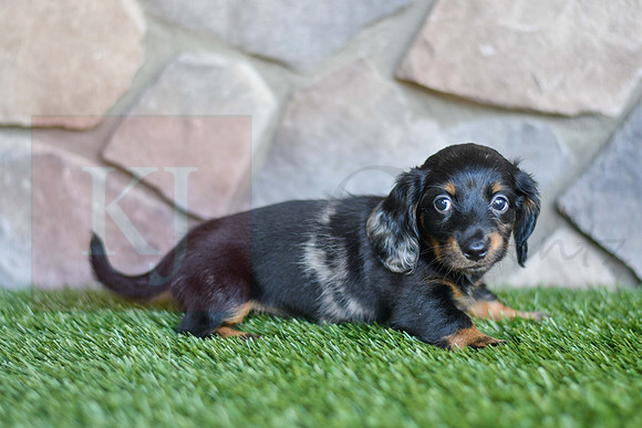 Shadow_F_0591_Mini Dachshund-4