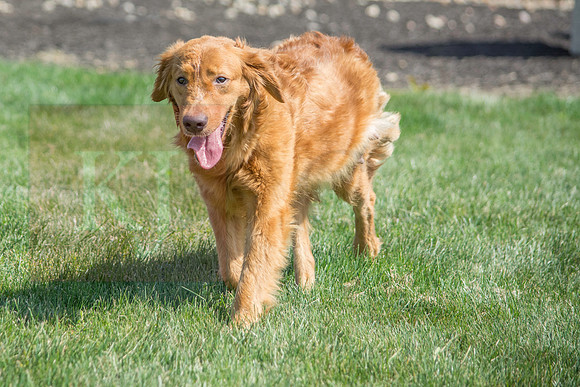 160916_QuailCreek Kennel_171