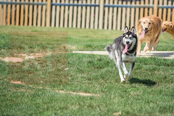 160916_QuailCreek Kennel_149