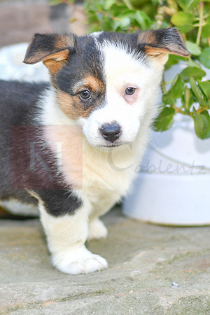 Kip_M_6881_Welsh Corgi-0805-2