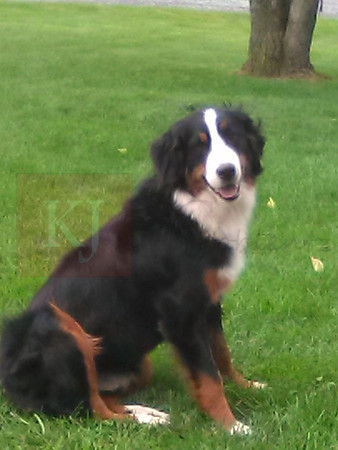Chloe_60#_AKC_F_Bernese Mt Dog
