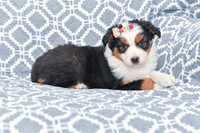 Georgia_F_5787_Australian Shepherd-3