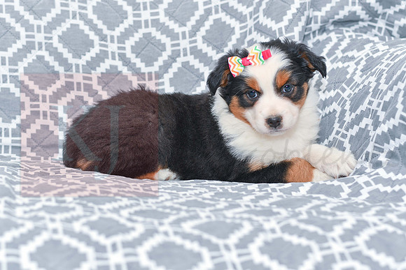 Georgia_F_5787_Australian Shepherd-3