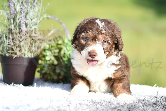 Mitch_M_4909_Aussiedoodle-1199