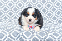 Gavin_M_5785_Australian Shepherd-1