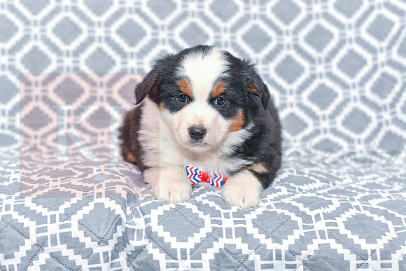 Gavin_M_5785_Australian Shepherd-1