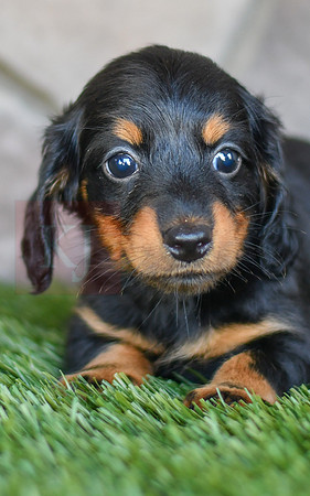 Sterling_F_0593_Mini Dachshund-2