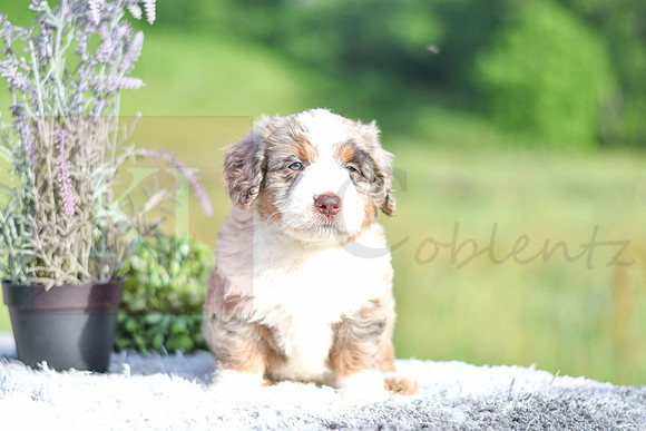 Marley_M_4914_Aussiedoodle-1207