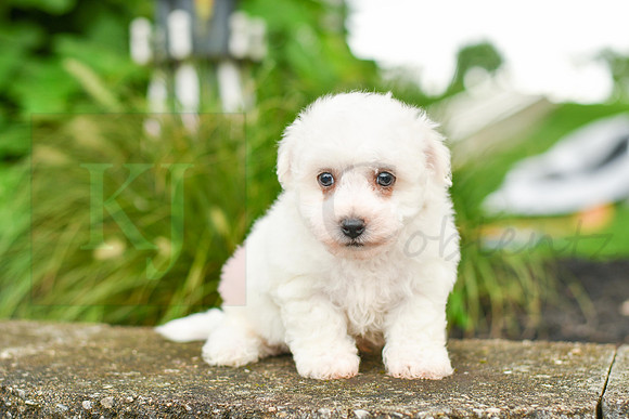 Ruger_M_0581_Bichon-1