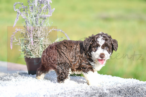 Moxie_F_??_Aussiedoodle-1258