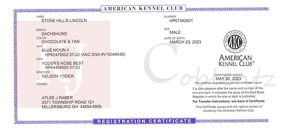 Lincoln AKC