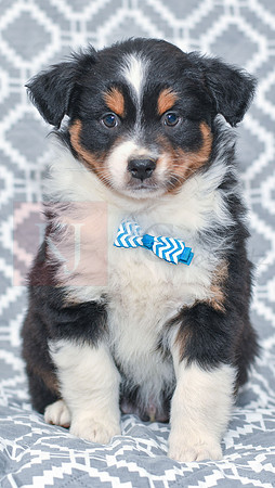 Greyson_M_5797_Australian Shepherd-2