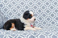Gavin_M_5785_Australian Shepherd-3