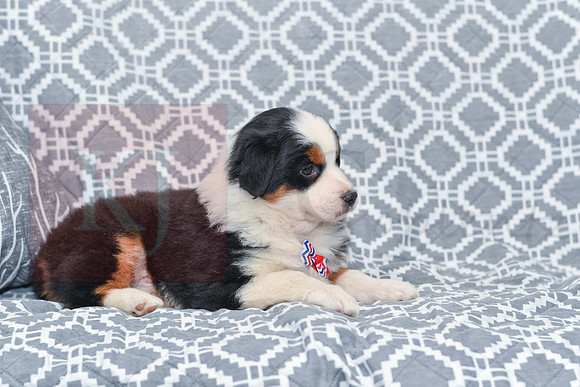 Gavin_M_5785_Australian Shepherd-3