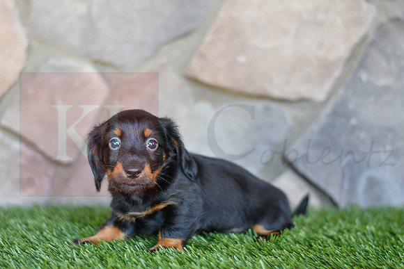 Stanton_M_0590_Mini Dachshund-3