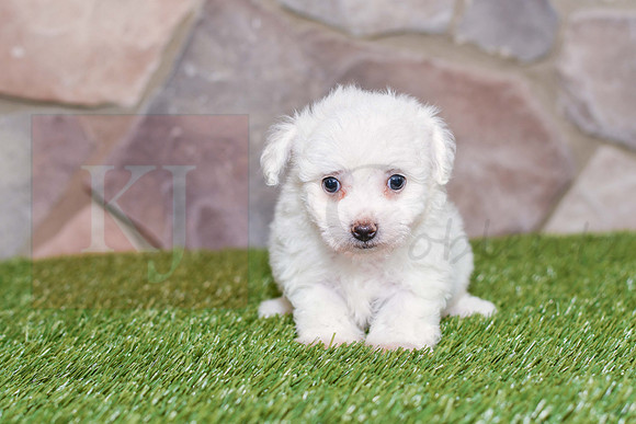 Kenna_F_0582_Bichon-1