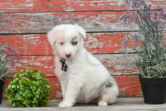 Ernie_M_Australian Shepherd-5