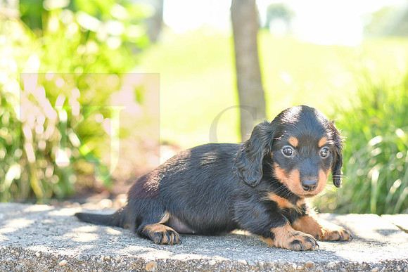 Zenia_F_0593_Mini Dachshund-2