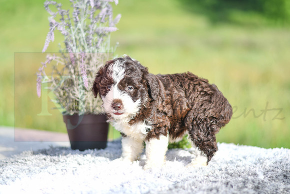 Moxie_F_??_Aussiedoodle-1254