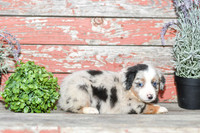 Easton_M_Australian Shepherd-3