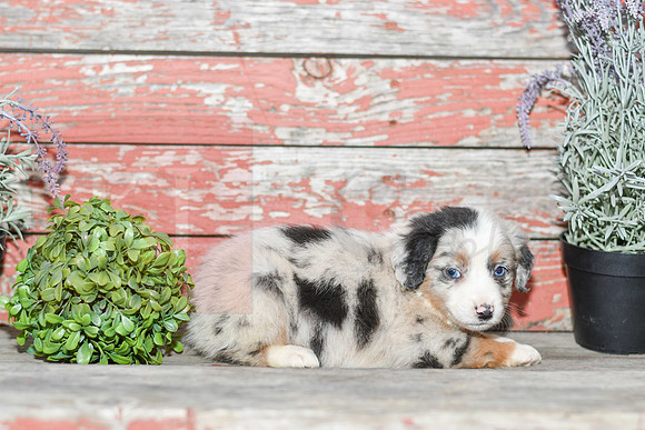 Easton_M_Australian Shepherd-3