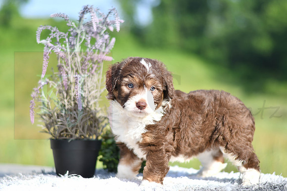 Mitch_M_4909_Aussiedoodle-1204