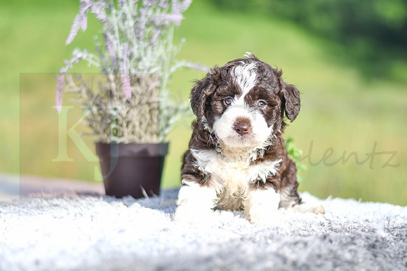 Moxie_F_??_Aussiedoodle-1249
