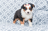 Georgia_F_5787_Australian Shepherd-4