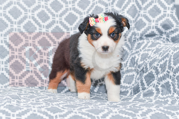 Georgia_F_5787_Australian Shepherd-4