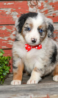 Easton_M_Australian Shepherd-2