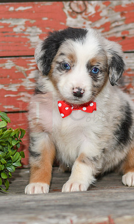 Easton_M_Australian Shepherd-2