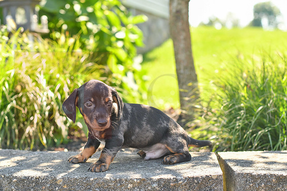 Zeb_M_0588_Mini Dachshund-3