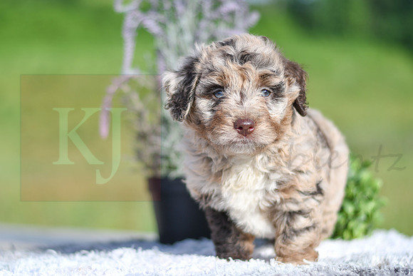 Maci_F_4904_Aussiedoodle-1217