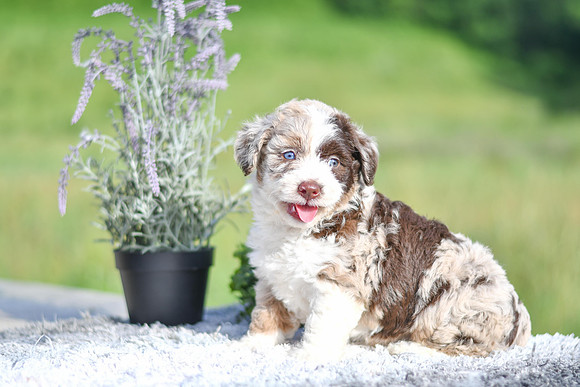Molly_F_4903_Aussiedoodle-1230