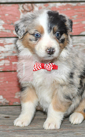 Euro_M_Australian Shepherd-2