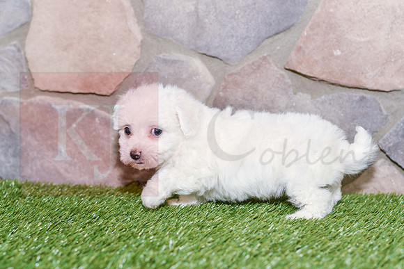 Kenna_F_0582_Bichon-3