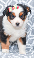 Georgia_F_5787_Australian Shepherd-5