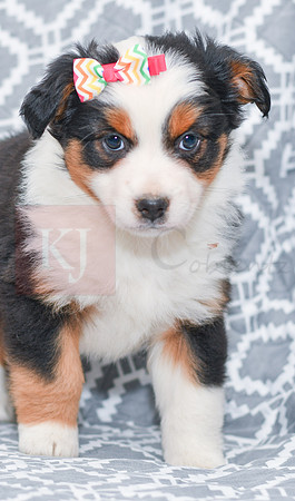 Georgia_F_5787_Australian Shepherd-5