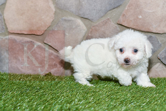 Kenna_F_0582_Bichon-5